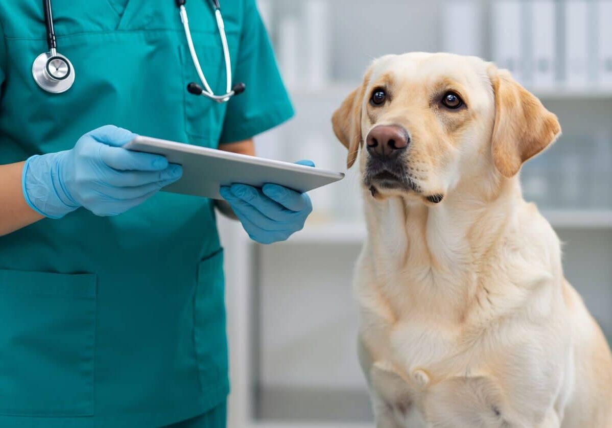 Veterinarian using a digital tablet during a dog check up in a modern veterinary clinic