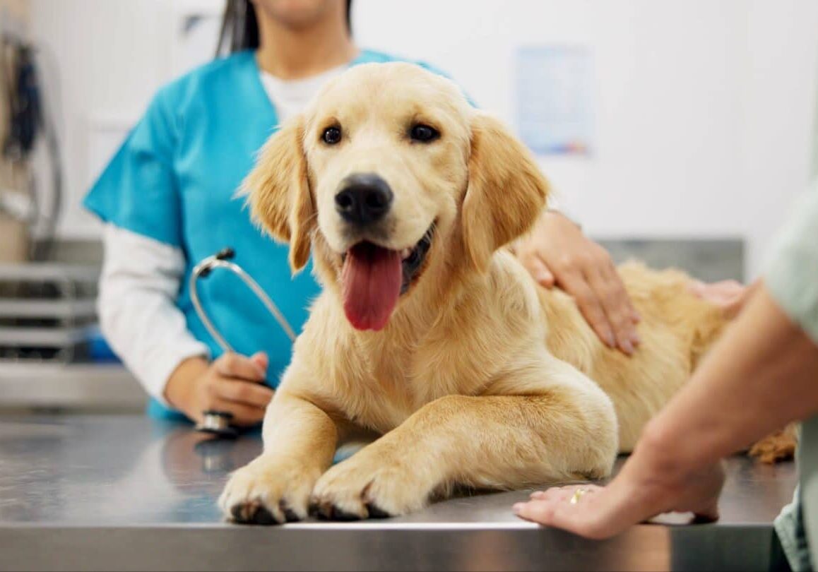 Hands, vet and dog at clinic with consulting, care and stroke for health, development and growth with wellness. People, doctor and golden retriever pet with check, exam and help at animal hospital