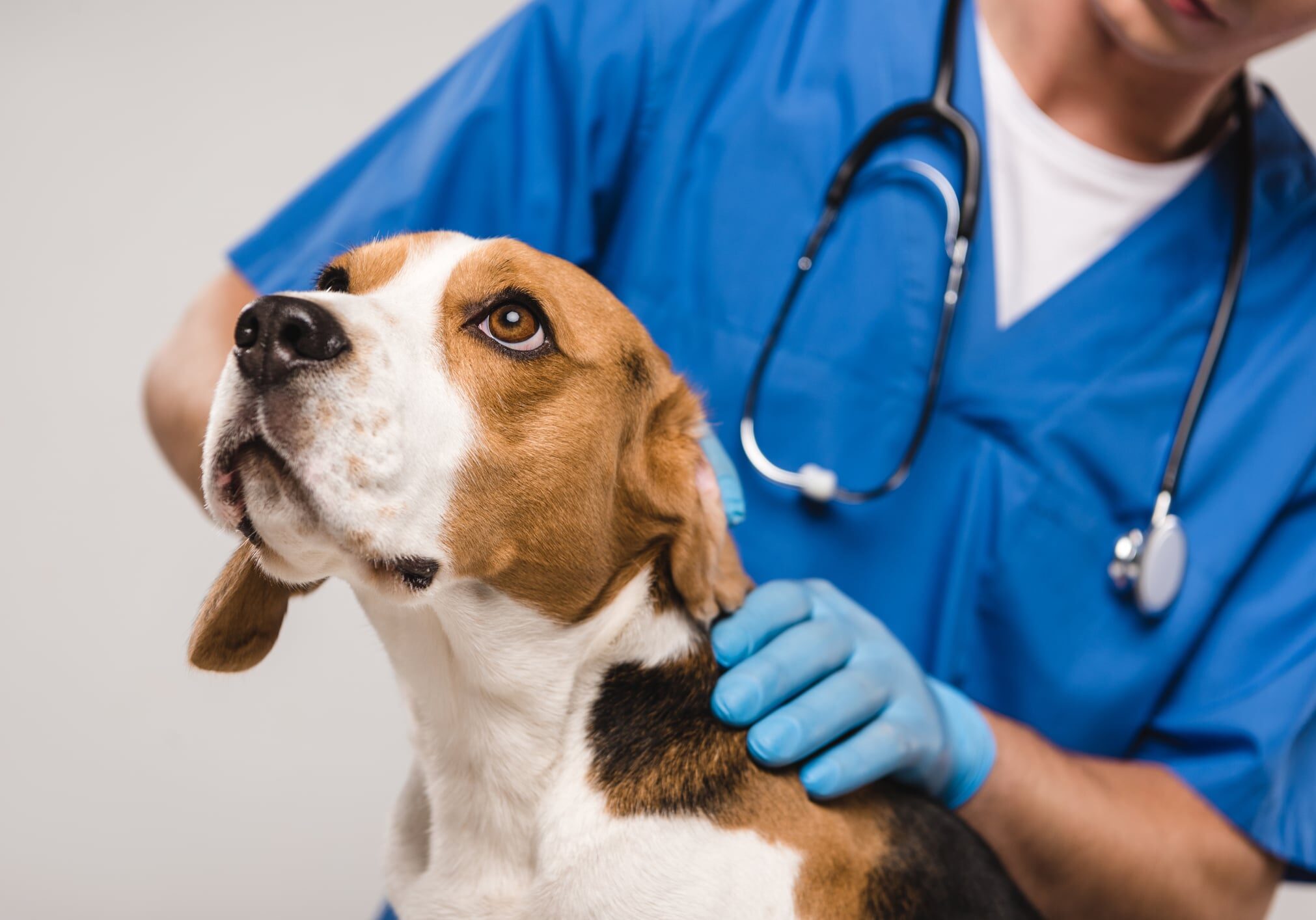 Cropped view of veterinarian examining beagle dog isolated on grey