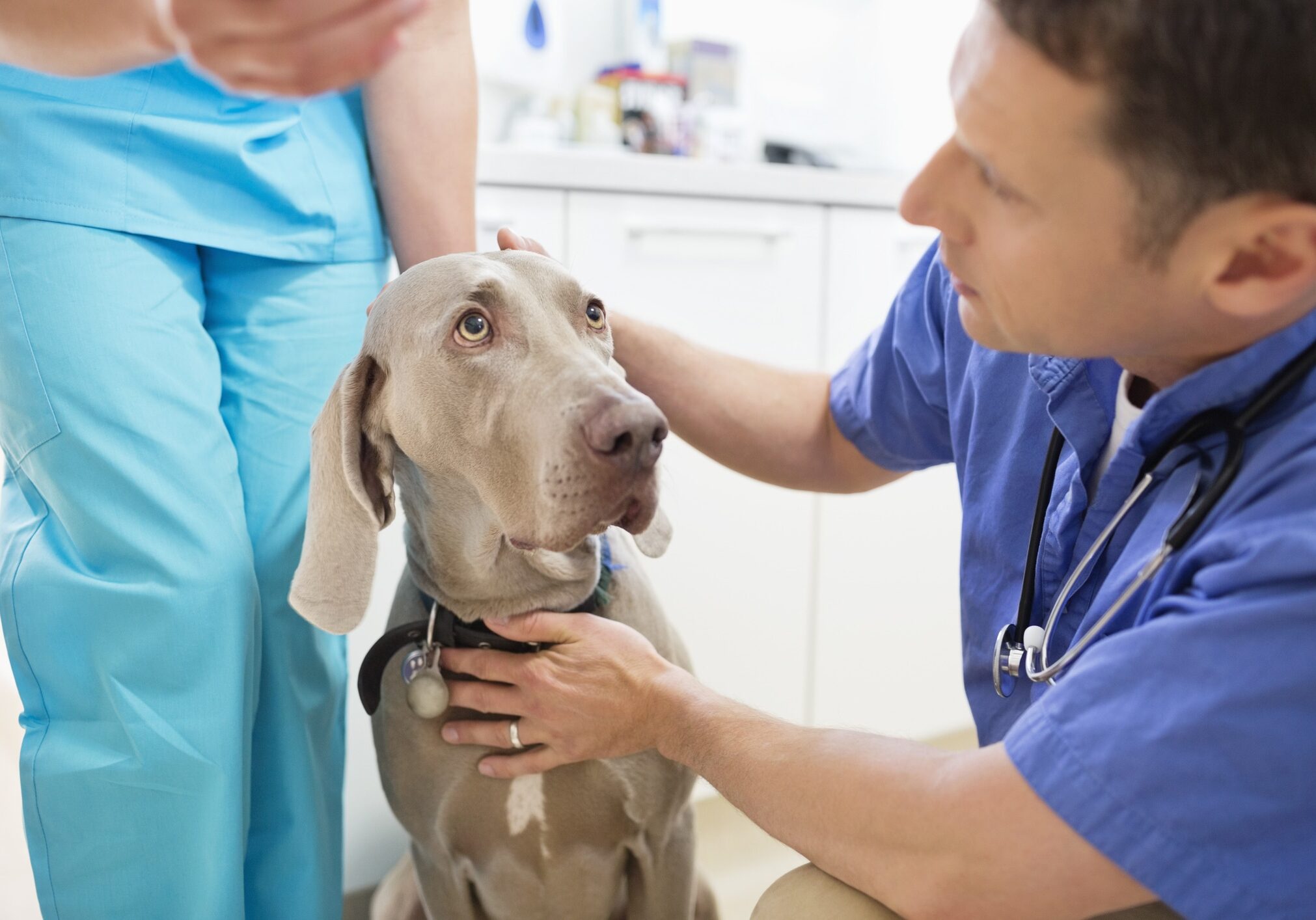 Veterinarians examining dog in vet's surgery