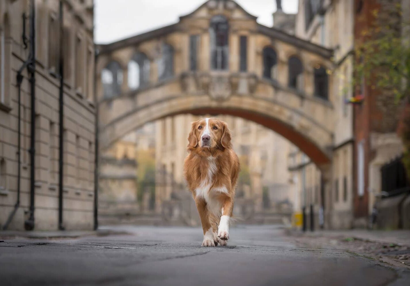 Oxford