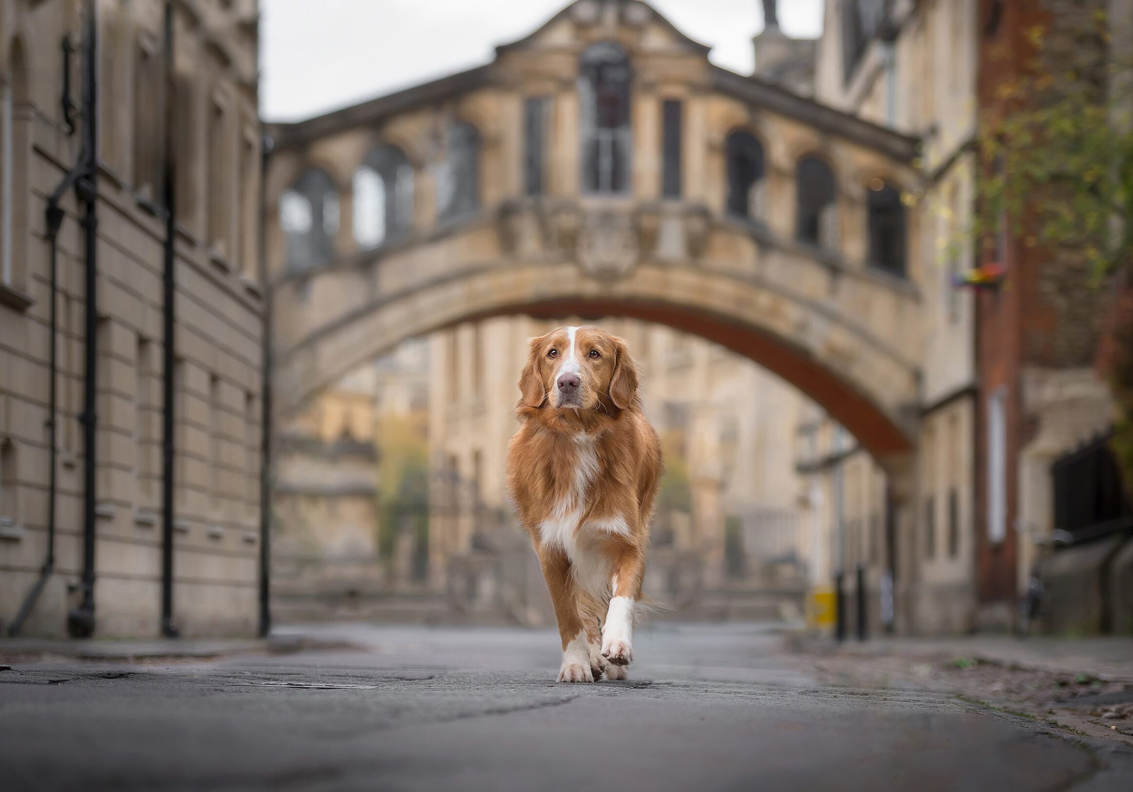 Oxford